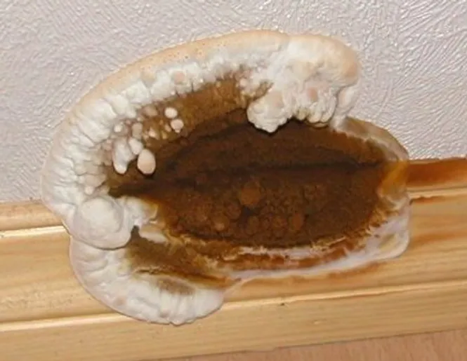 Hovedbilde SoppTox 1 Liter
